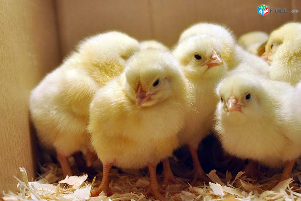 1 օրեկան Հավի ճուտ ՊԱՏՎԵՐՈՎ + ԱՌԱՔՈՒՄ Цыплята суточные несушки