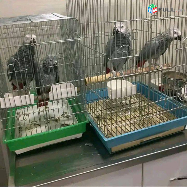 Congo African Grey Parrots 