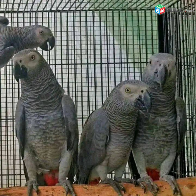 Congo African Grey Parrots 