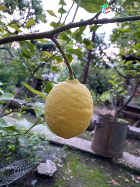 limoni car, tsar, kitron, լիմոնի բերքատու ծառեր, կիտրոն