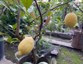 limoni car, tsar, kitron, լիմոնի բերքատու ծառեր, կիտրոն