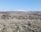 Տնամերձ հողատարածք