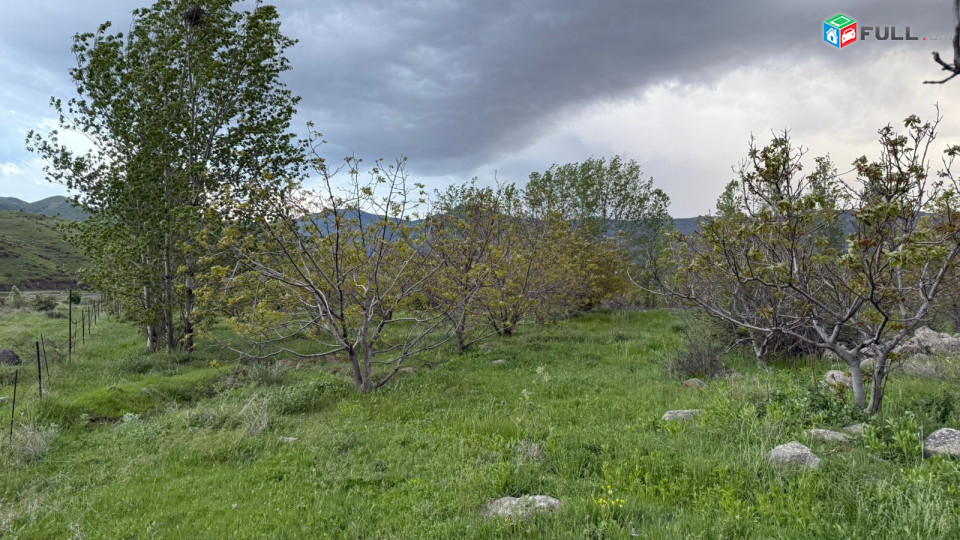 Պտղատու ընկուզենու այգի