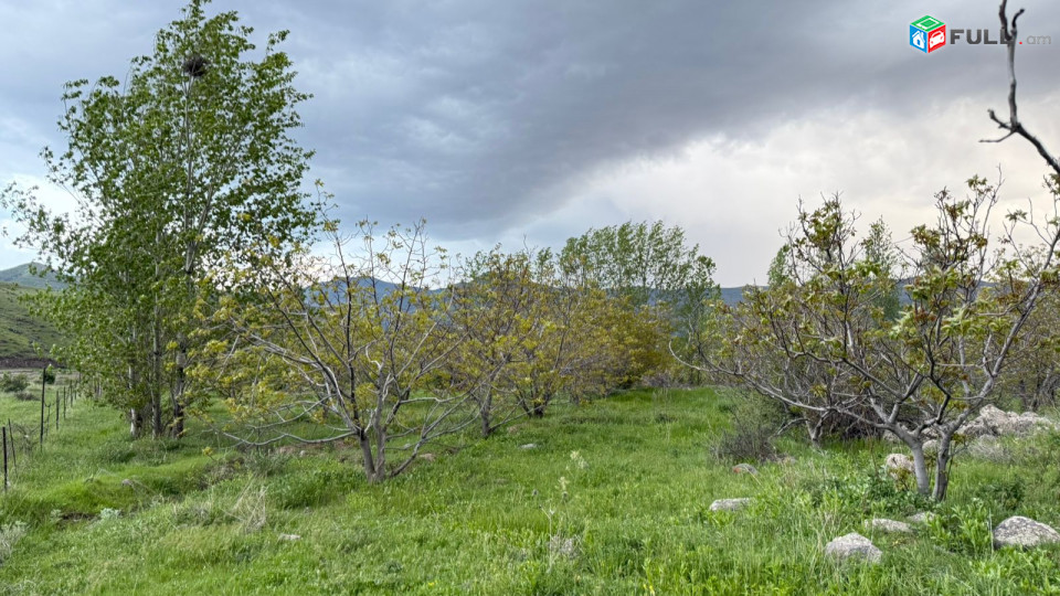 Պտղատու ընկուզենու այգի