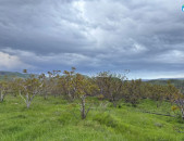 Պտղատու ընկուզենու այգի