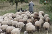 Անասննապահ հովիվ hoviv
